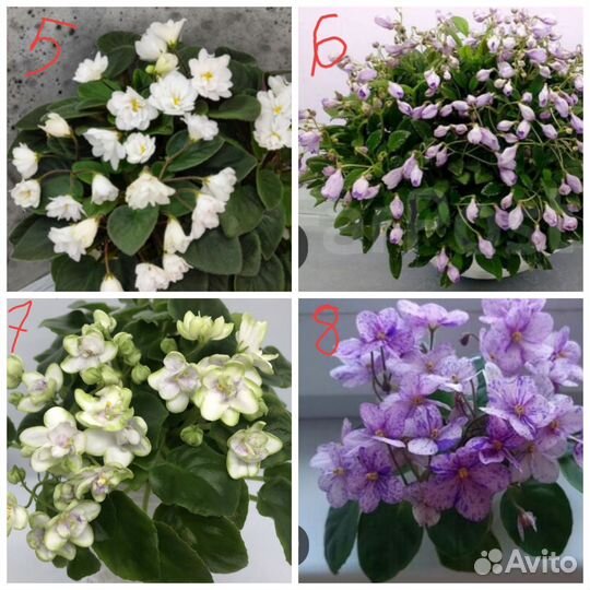 Фиалки трейлеры