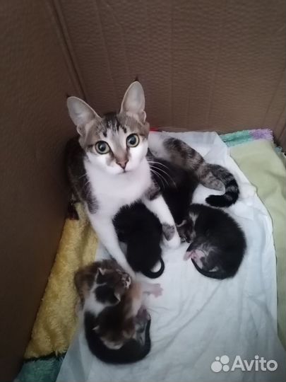 Милые пушистые комочки счастья ищут свой дом