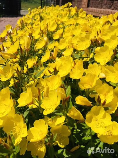 Многолетние садовые цветы