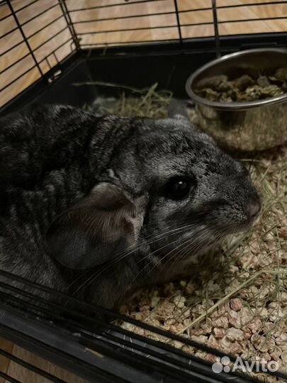 Шиншилла с клеткой