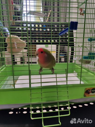 Продаю попугая