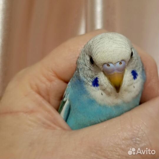 Попугай птенец