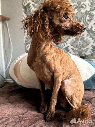 Той-пудель вязка