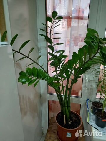 Замиокулькас