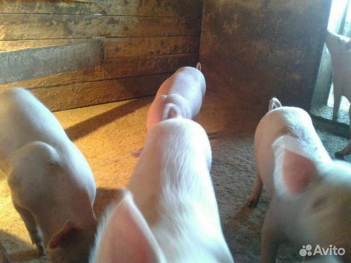 Поросята крупная белая