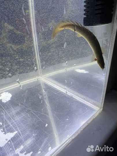 Полиптерус