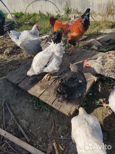 Куры молодки несушки
