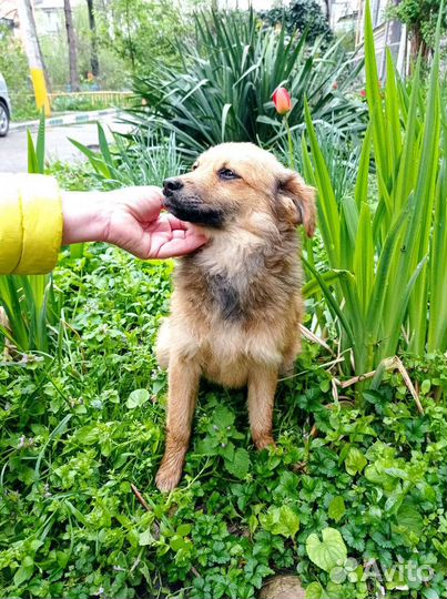 Маленькая собака