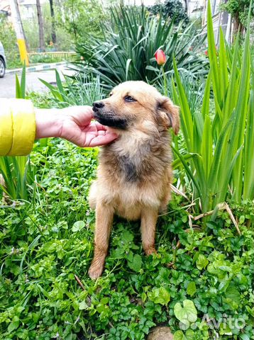 Маленькая собака