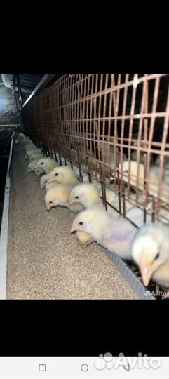 Птица суточная петушки доминант полу броилер