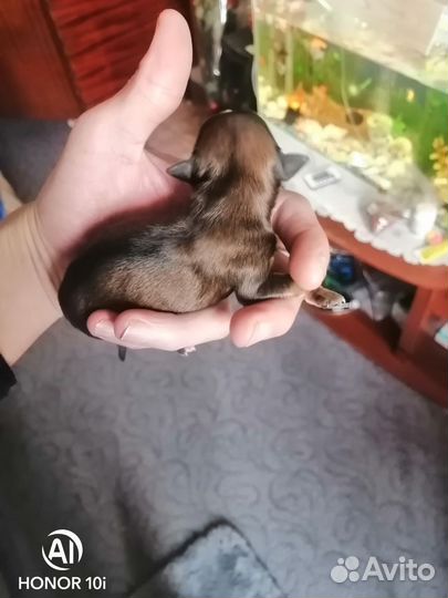 Той-терьер щенки