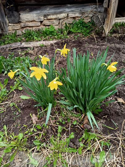 Нарцысы луковицы