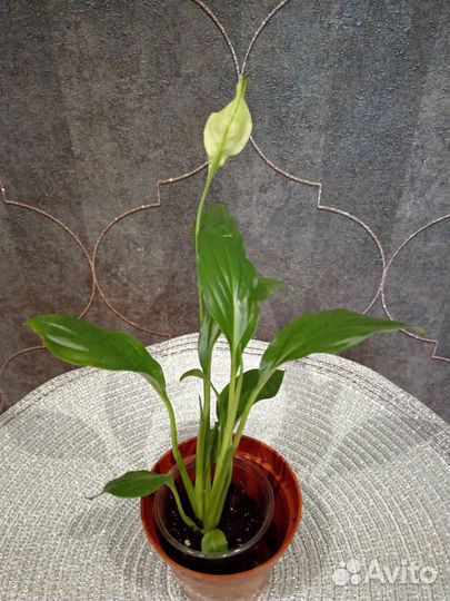 Спатифиллум Ромео