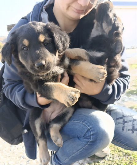 Подбросили щенков