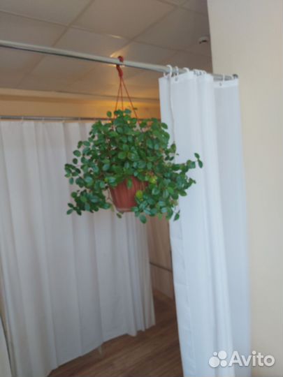 Гибискус,розы,монстера,жен.счастье и мн.другие