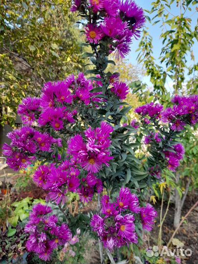 Астра многолетняя