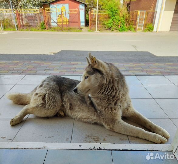 Молодая Хаски девочка. Стерилизованная