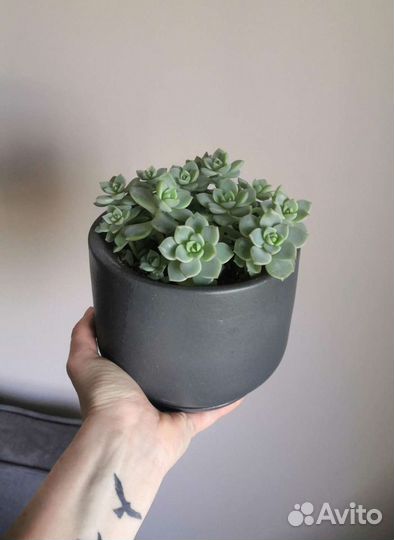 Эхеверия растение