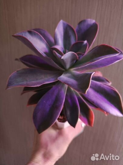 Суккуленты