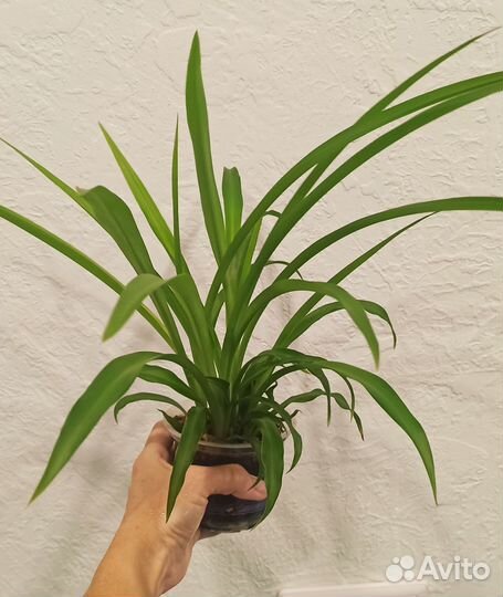 Хлорофитум