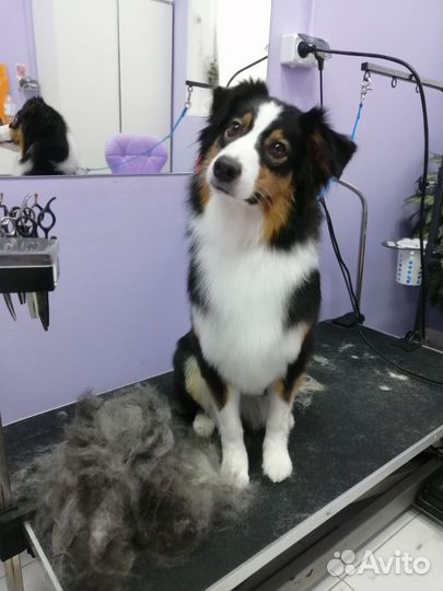 Стрижка собак экспресс линька бритье