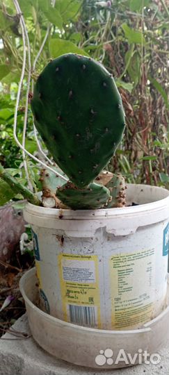 Кактус цветущий