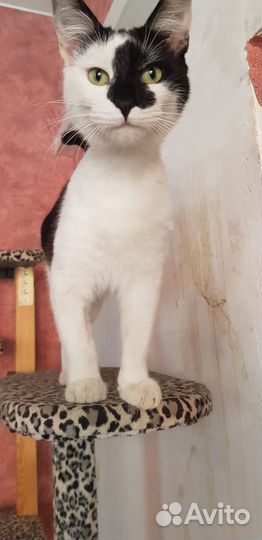 Котики в добрые руки