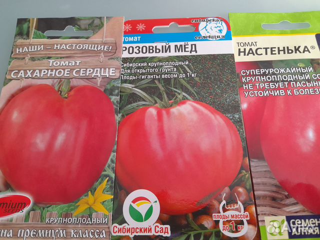 Рассада томатов