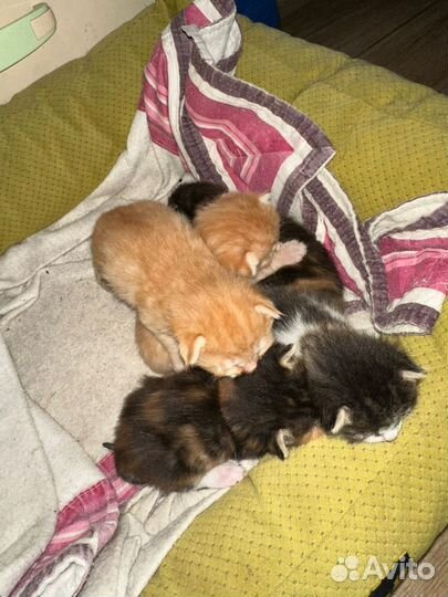 Котята в добрые руки бесплатно