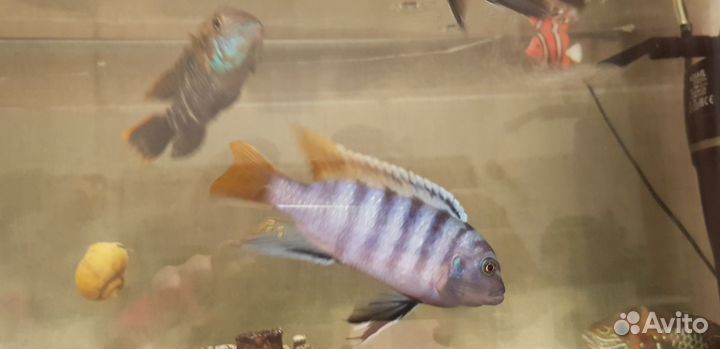 Малавийские цихлиды