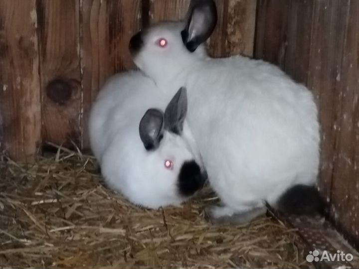 Кролики Калифорнийской породы
