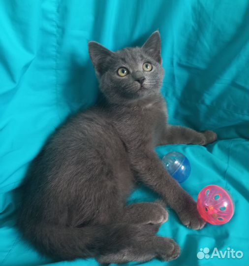 Котенок девочка