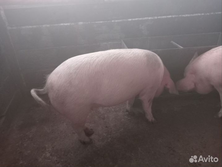 Опросные свинки