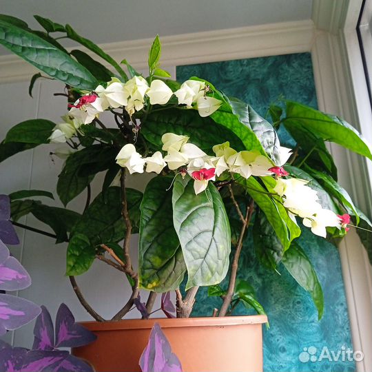 Комнатные растения цветы