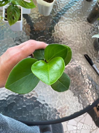 Домашние цветы