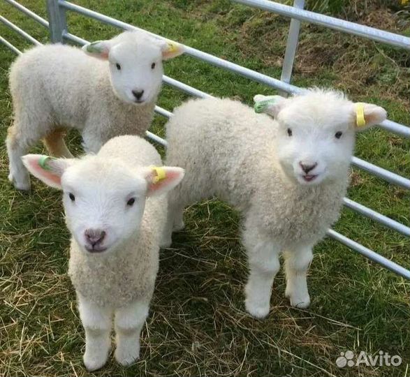 Заменитель цельного молока