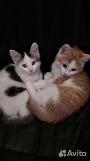 Котята в добрые руки бесплатно