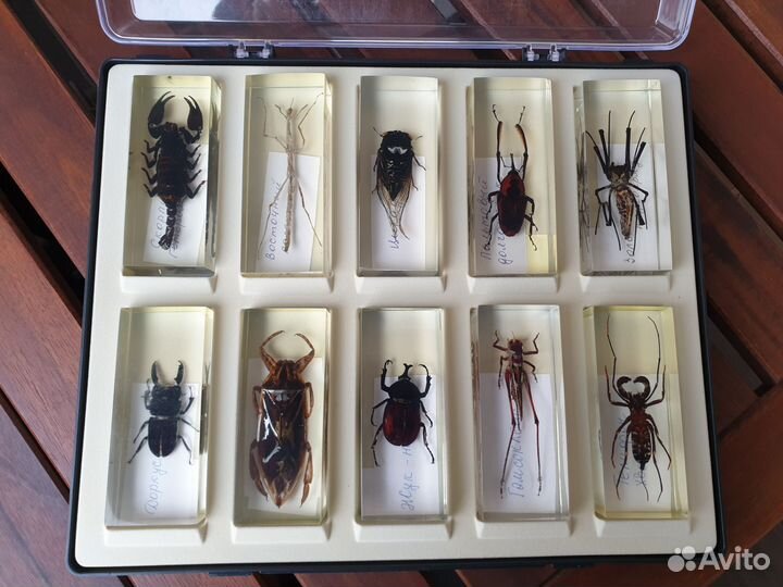 Насекомые и их знакомые коллекция