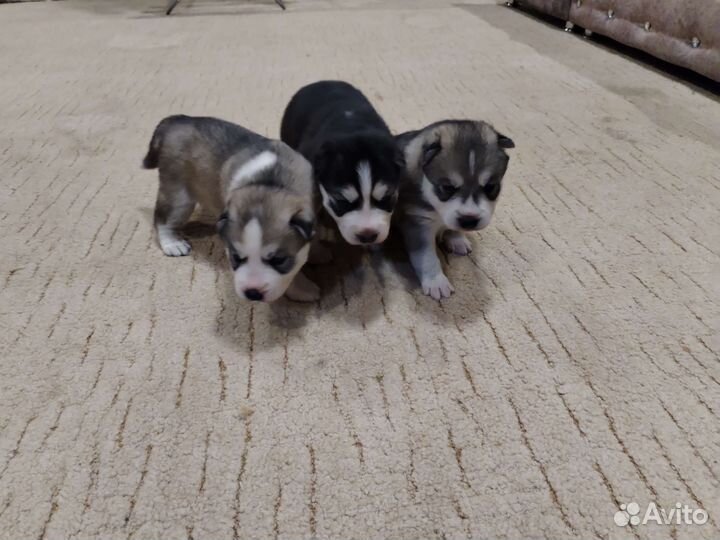 Сибирский хаски