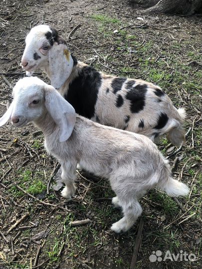Продаются козлята, козы. Случка. Козье молоко