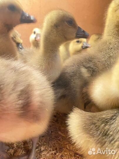 Утки,гуси,бройлеры,муларды