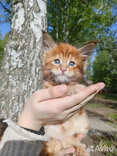 Котята мейн-кун