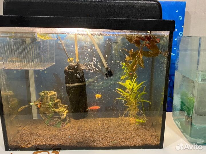 Аквариум