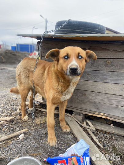 Собачку предали