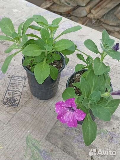 Вегетативная петуния