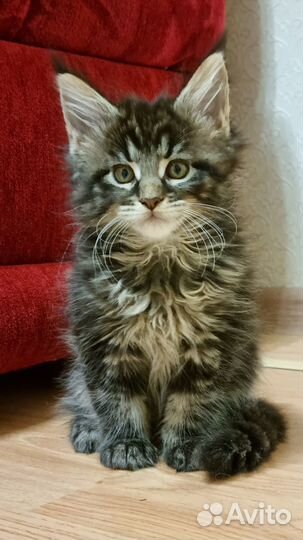 Котята мейн-кун