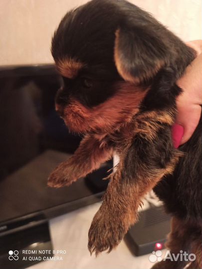 Йоркширский терьер