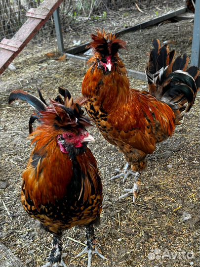 Молодые петухи