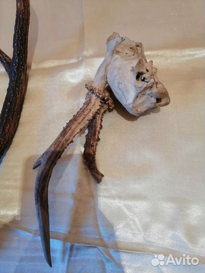 Рога косули для интерьера