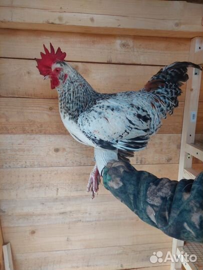 Продам петуха